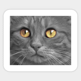 Yellow eyed cat Sticker